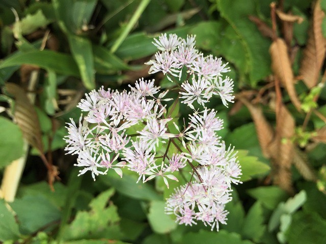 遊佐町　鳥海山の花図鑑　　　　　Mount Chōkai in Yuza, Yamagata_f0308721_12265987.jpg