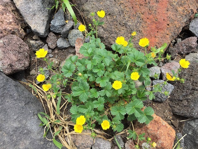 遊佐町　鳥海山の花図鑑　　　　　Mount Chōkai in Yuza, Yamagata_f0308721_12361403.jpg