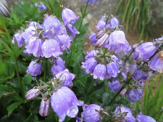 遊佐町　鳥海山の花図鑑　　　　　Mount Chōkai in Yuza, Yamagata_f0308721_12415386.jpg