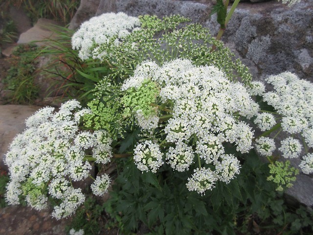 遊佐町　鳥海山の花図鑑　　　　　Mount Chōkai in Yuza, Yamagata_f0308721_12421265.jpg