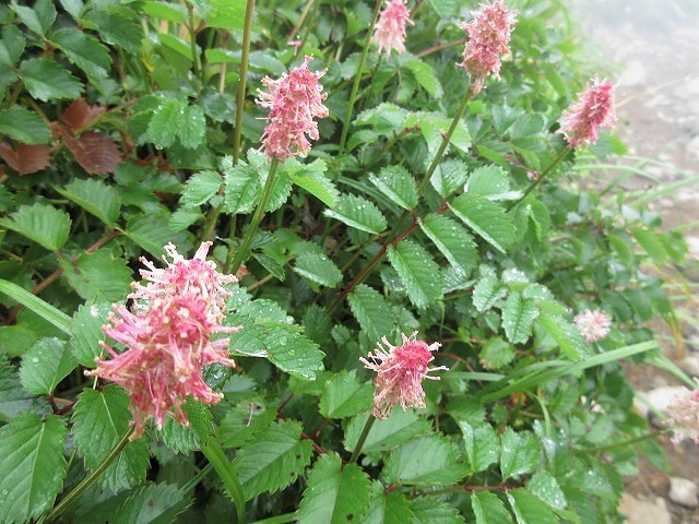 遊佐町　鳥海山の花図鑑　　　　　Mount Chōkai in Yuza, Yamagata_f0308721_12444866.jpg