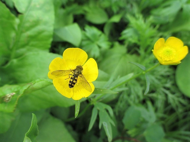 遊佐町　鳥海山の花図鑑　　　　　Mount Chōkai in Yuza, Yamagata_f0308721_12451816.jpg