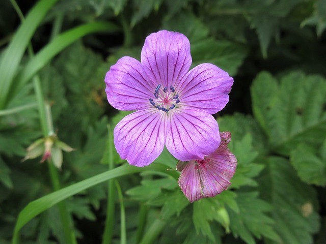 遊佐町　鳥海山の花図鑑　　　　　Mount Chōkai in Yuza, Yamagata_f0308721_12524022.jpg