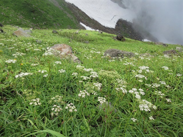 遊佐町　鳥海山の花図鑑　　　　　Mount Chōkai in Yuza, Yamagata_f0308721_12564154.jpg