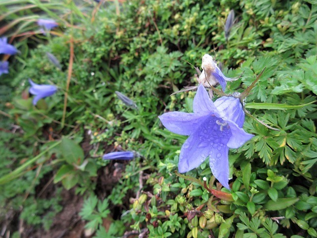 遊佐町　鳥海山の花図鑑　　　　　Mount Chōkai in Yuza, Yamagata_f0308721_12565065.jpg