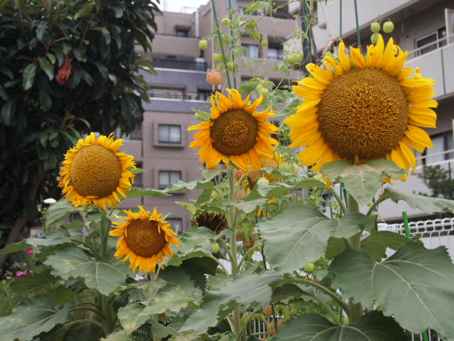 a0214329_2149351.jpg