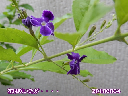 e0033229_18421225.jpg