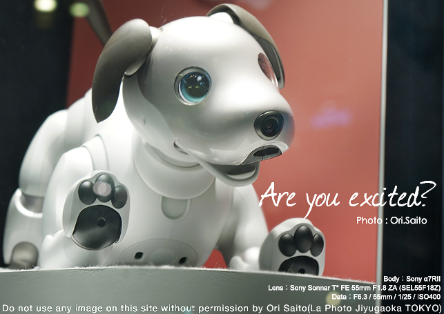 ソニー銀座のaibo その名も マロン と ミント だそうな さいとうおりのお気に入りはカメラで ソニー銀座のaibo その名も マロン と ミント だそうな さいとうおりのお気に入りはカメラで