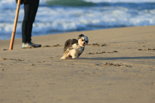 c0145250_10350369.gif