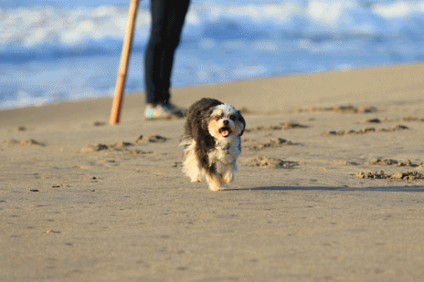 c0145250_10350948.gif