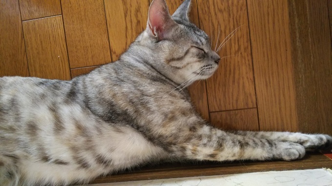 トップの完成と可愛いヘアゴム♪_f0374160_21291284.jpg