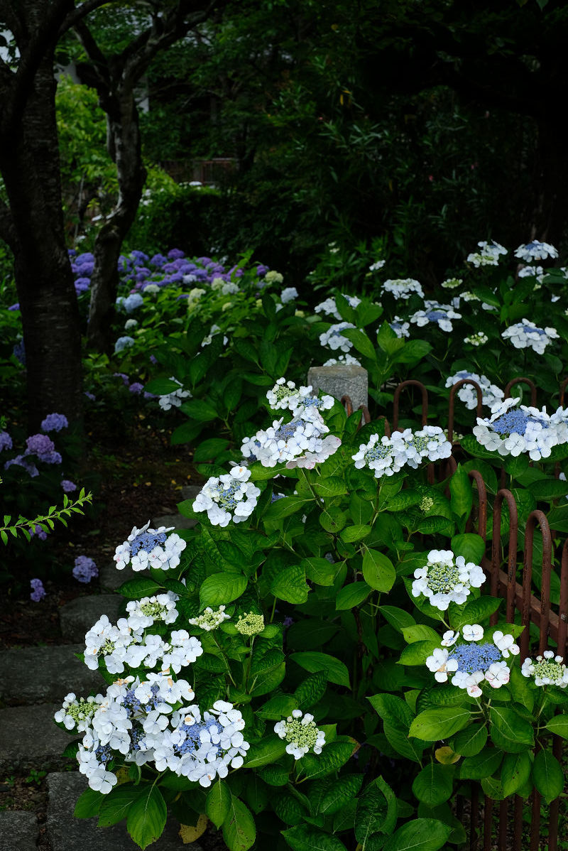  柳谷観音寺_f0021869_14124301.jpg