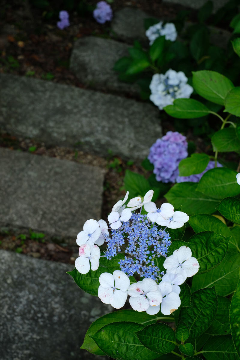  柳谷観音寺_f0021869_14124379.jpg