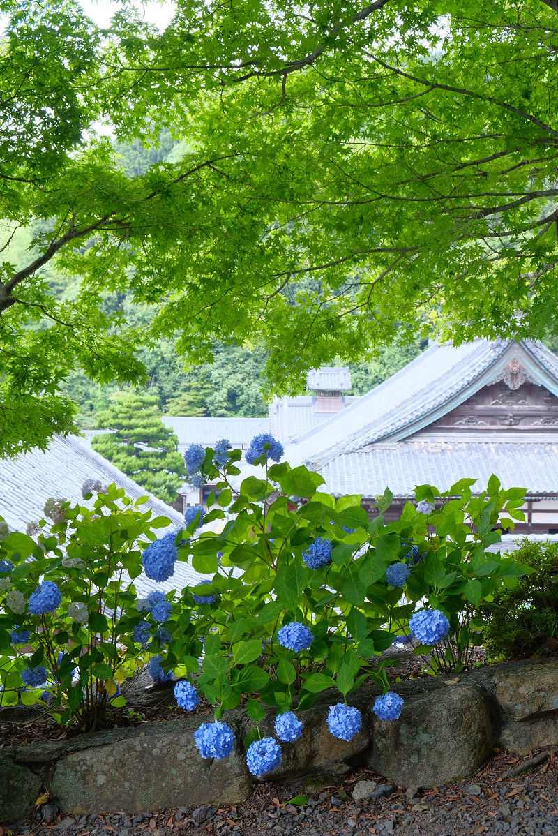  柳谷観音寺_f0021869_14141957.jpg