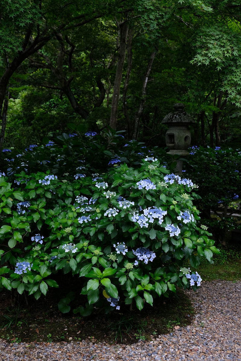  柳谷観音寺_f0021869_14142052.jpg