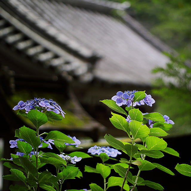 山梨紫陽花散歩　久遠寺参道　18.06.24 14:32_d0367875_05162754.jpg