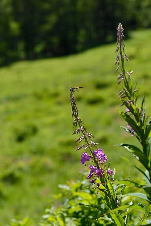 d0341880_08104866.jpg