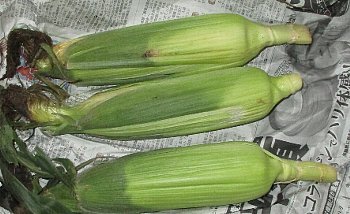 f0003283_19030748.jpg