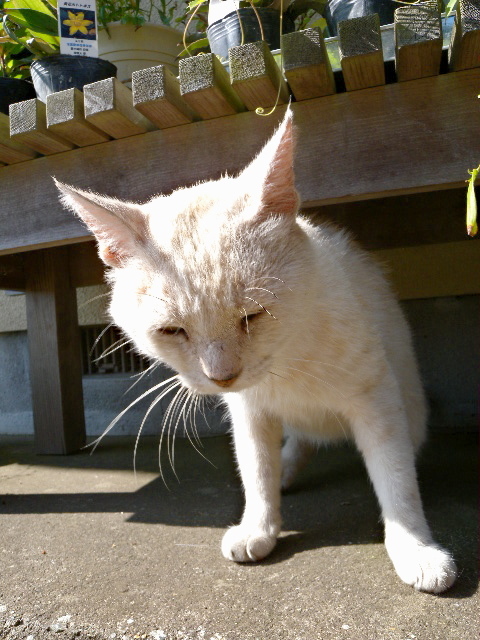 a0199297_11041454.jpg