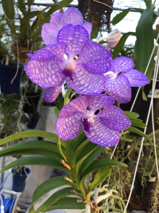 Vanda.coerulea　＃０１１_d0007501_17402952.jpg