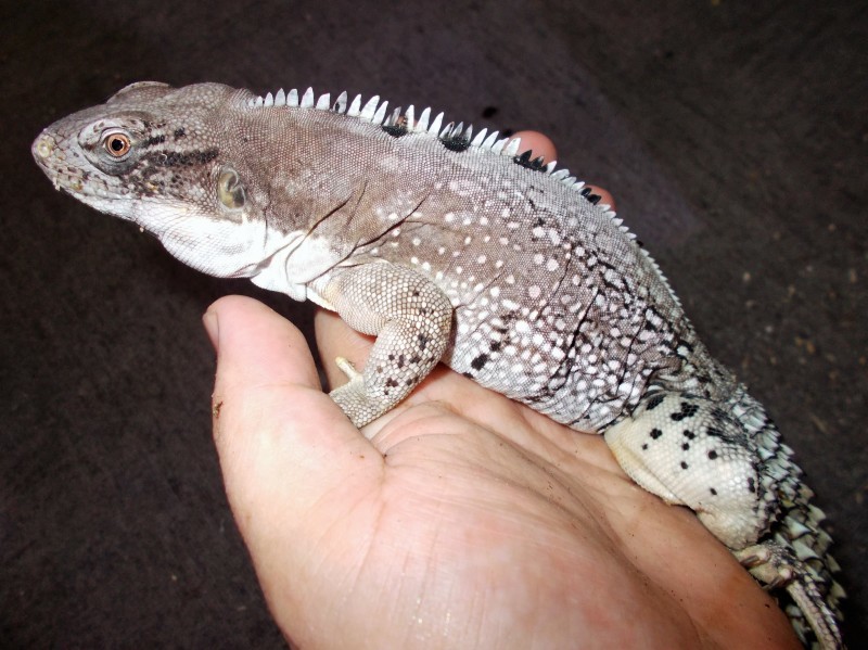 新入荷 スベノド Petshop Ace ペットショップ エース のブログ 新入荷 スベノド Petshop Ace ペットショップ エース のブログ