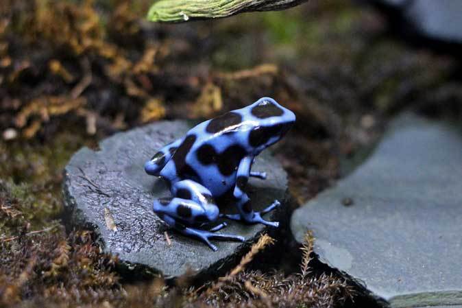 サンシャイン水族館：熱帯雨林の宝石～ヤドクガエルの誘惑【前編】_b0355317_20512150.jpg