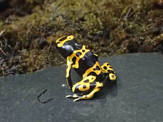 サンシャイン水族館：熱帯雨林の宝石～ヤドクガエルの誘惑【前編】_b0355317_20553998.jpg