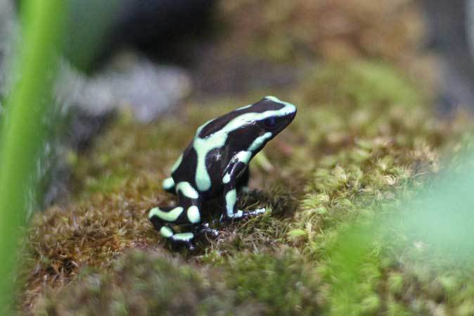 サンシャイン水族館：熱帯雨林の宝石～ヤドクガエルの誘惑【前編】_b0355317_20565464.jpg