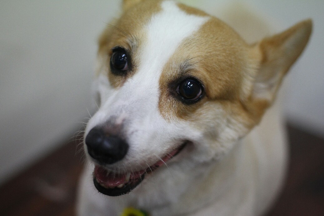 8月4日ご来店の、ワンちゃんです！_b0130018_13501352.jpg
