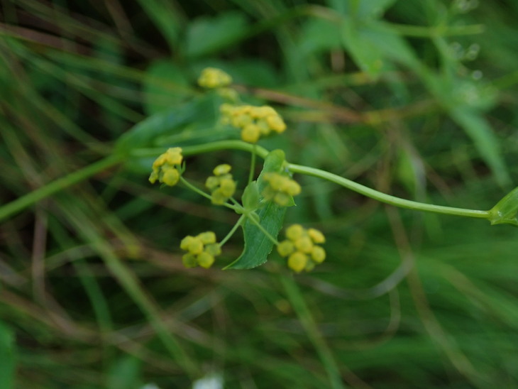 f0193521_18272651.jpg