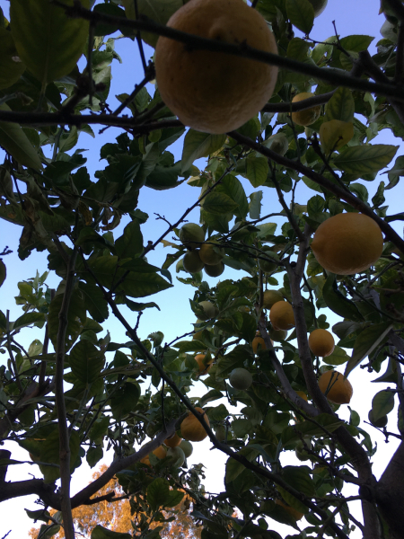 Sicilian Lemon_c0076823_06413404.jpg