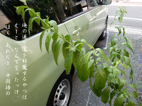 e0033229_1845188.jpg