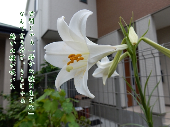 e0033229_1854218.jpg