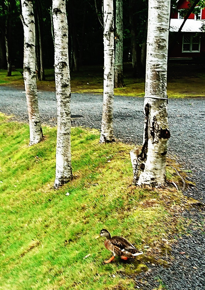 d0039059_23211759.jpg