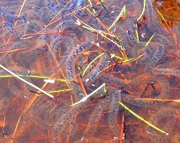 c0119160_16151504.jpg