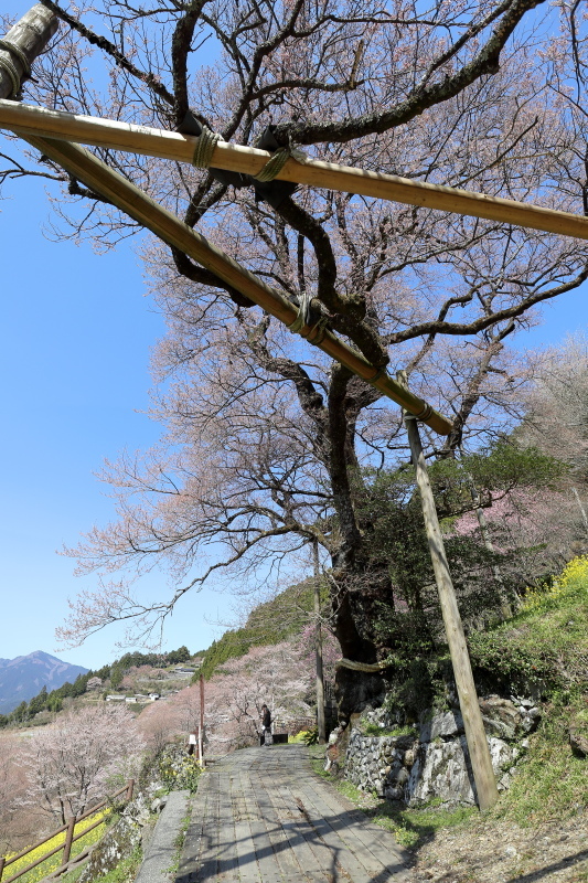 ひょうたん桜公園 自由軒 越知本店 にゃお吉の高知競馬 応援写真日記 A 高知の美味しいお店