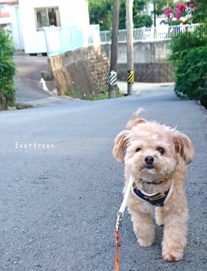 歩こ歩こ♪ (目指せ向日葵&#127803;)_d0362666_16500298.jpg