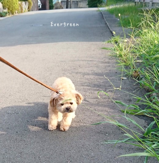 歩こ歩こ♪ (目指せ向日葵&#127803;)_d0362666_16501706.jpg