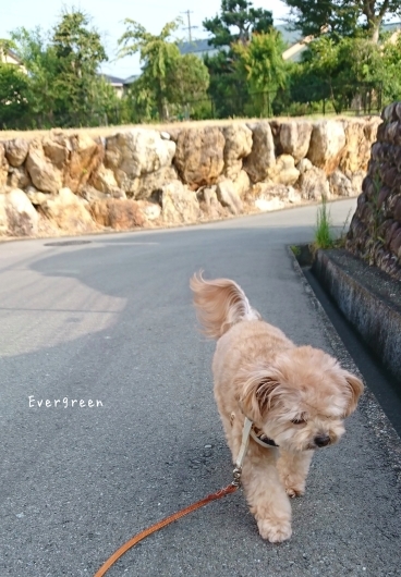 歩こ歩こ♪ (目指せ向日葵&#127803;)_d0362666_16511970.jpg