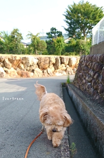 歩こ歩こ♪ (目指せ向日葵&#127803;)_d0362666_16520414.jpg