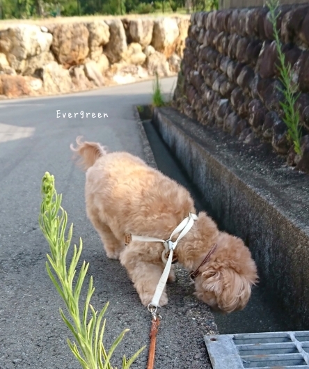 歩こ歩こ♪ (目指せ向日葵&#127803;)_d0362666_16521725.jpg