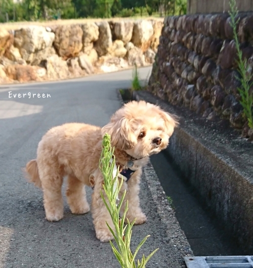 歩こ歩こ♪ (目指せ向日葵&#127803;)_d0362666_16523618.jpg