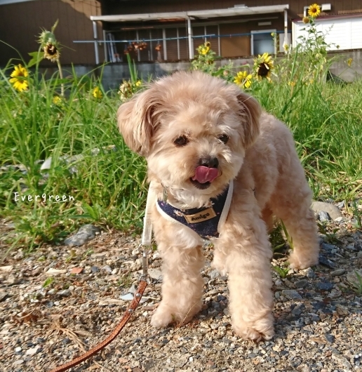 歩こ歩こ♪ (目指せ向日葵&#127803;)_d0362666_16540628.jpg