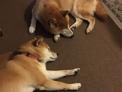 くっつく アトリエkotori のほほん柴犬日和 くっつく アトリエkotori のほほん柴犬日和