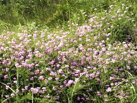 f0083977_09290020.jpg