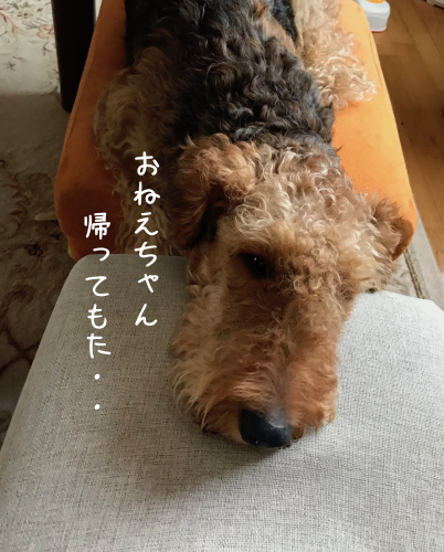 a0216583_19164334.png
