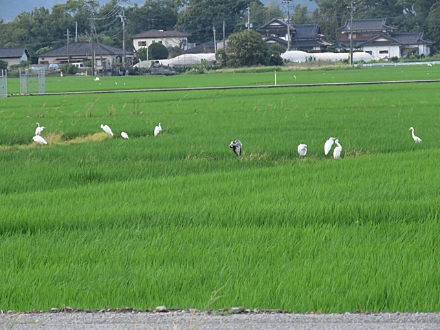 f0357487_15432253.jpg