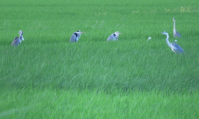 f0357487_15434783.jpg