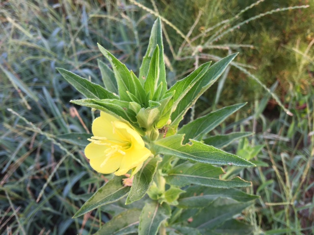 c0064389_5493839.jpg