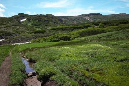 花の大雪山を歩く♪黒岳～化雲岳ソロテント泊にて_d0198793_12592320.jpg